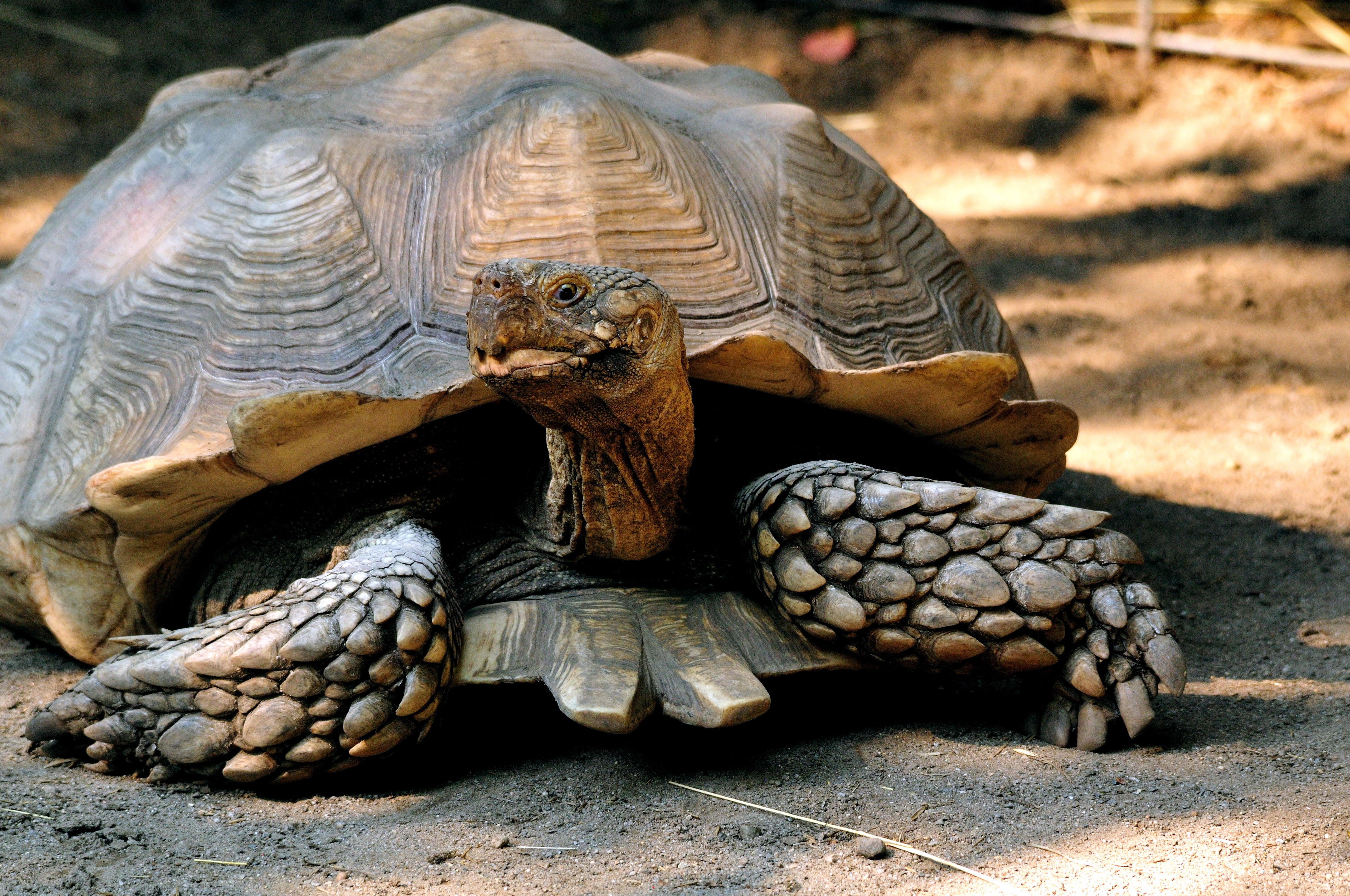 Sulcata Tortoise svg #5, Download drawings