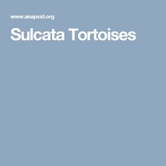 Sulcata Tortoise svg #2, Download drawings