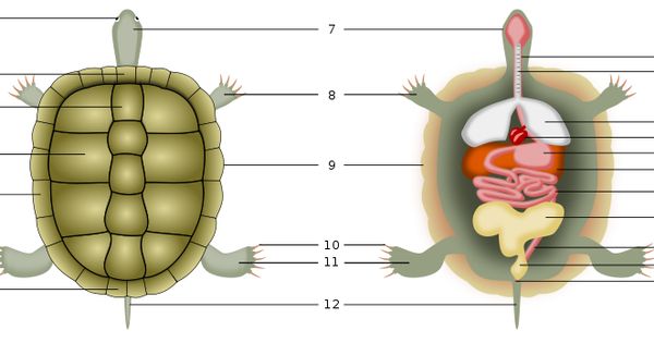 Sulcata Tortoise svg #18, Download drawings