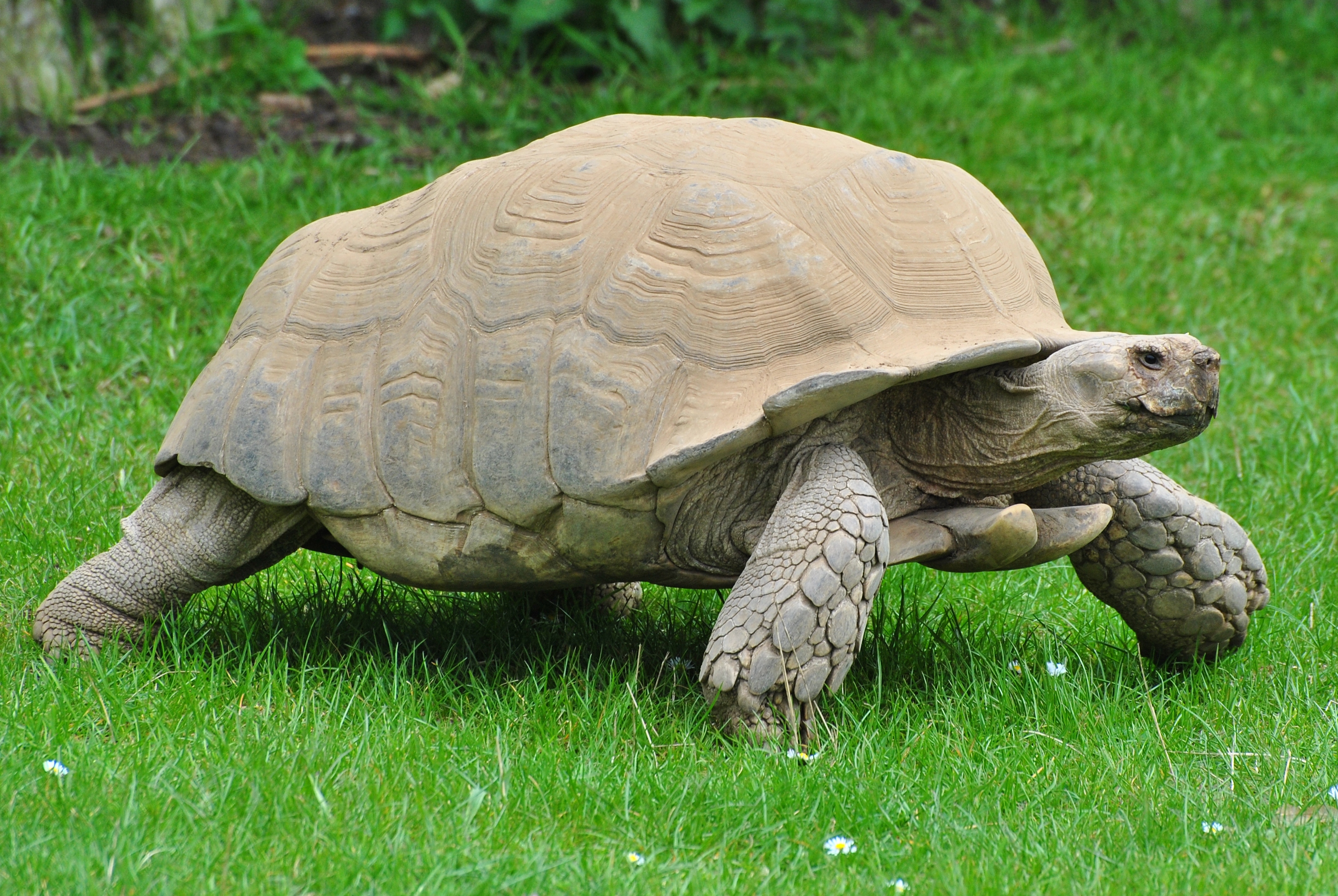 Sulcata Tortoise svg #14, Download drawings