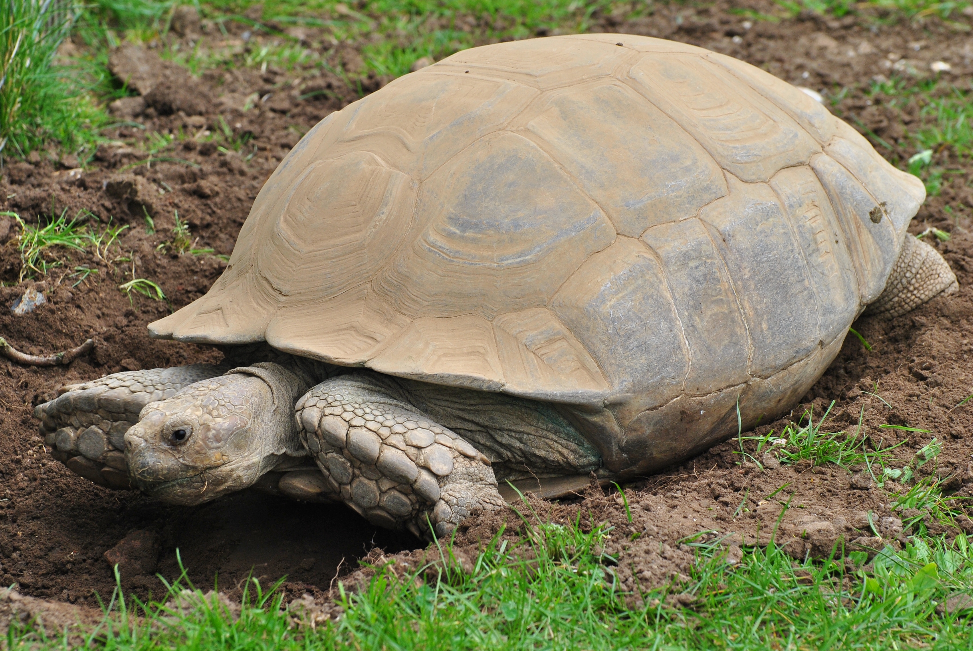Sulcata Tortoise svg #8, Download drawings