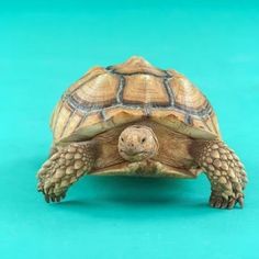 Sulcata Tortoise svg #17, Download drawings