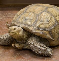 Sulcata Tortoise svg #16, Download drawings