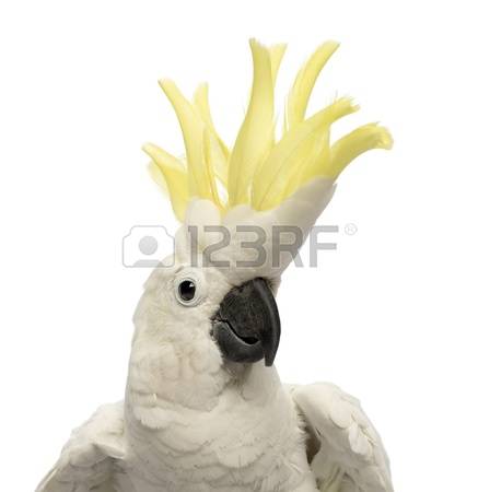 Sulphur-crested Cockatoo clipart #4, Download drawings