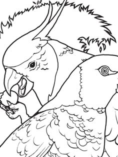 Sulphur-crested Cockatoo coloring #9, Download drawings