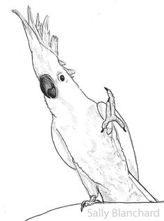 Sulphur-crested Cockatoo coloring #15, Download drawings