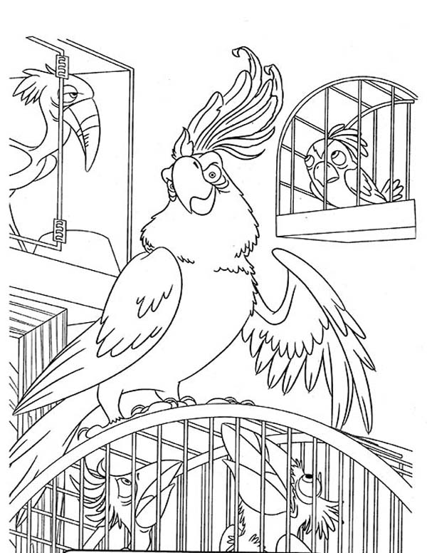 Sulphur-crested Cockatoo coloring #6, Download drawings