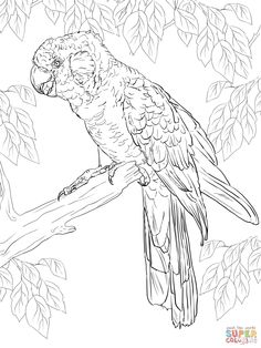 Sulphur-crested Cockatoo coloring #7, Download drawings