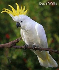 Sulphur-crested Cockatoo svg #3, Download drawings
