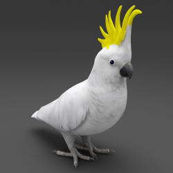 Sulphur-crested Cockatoo svg #17, Download drawings