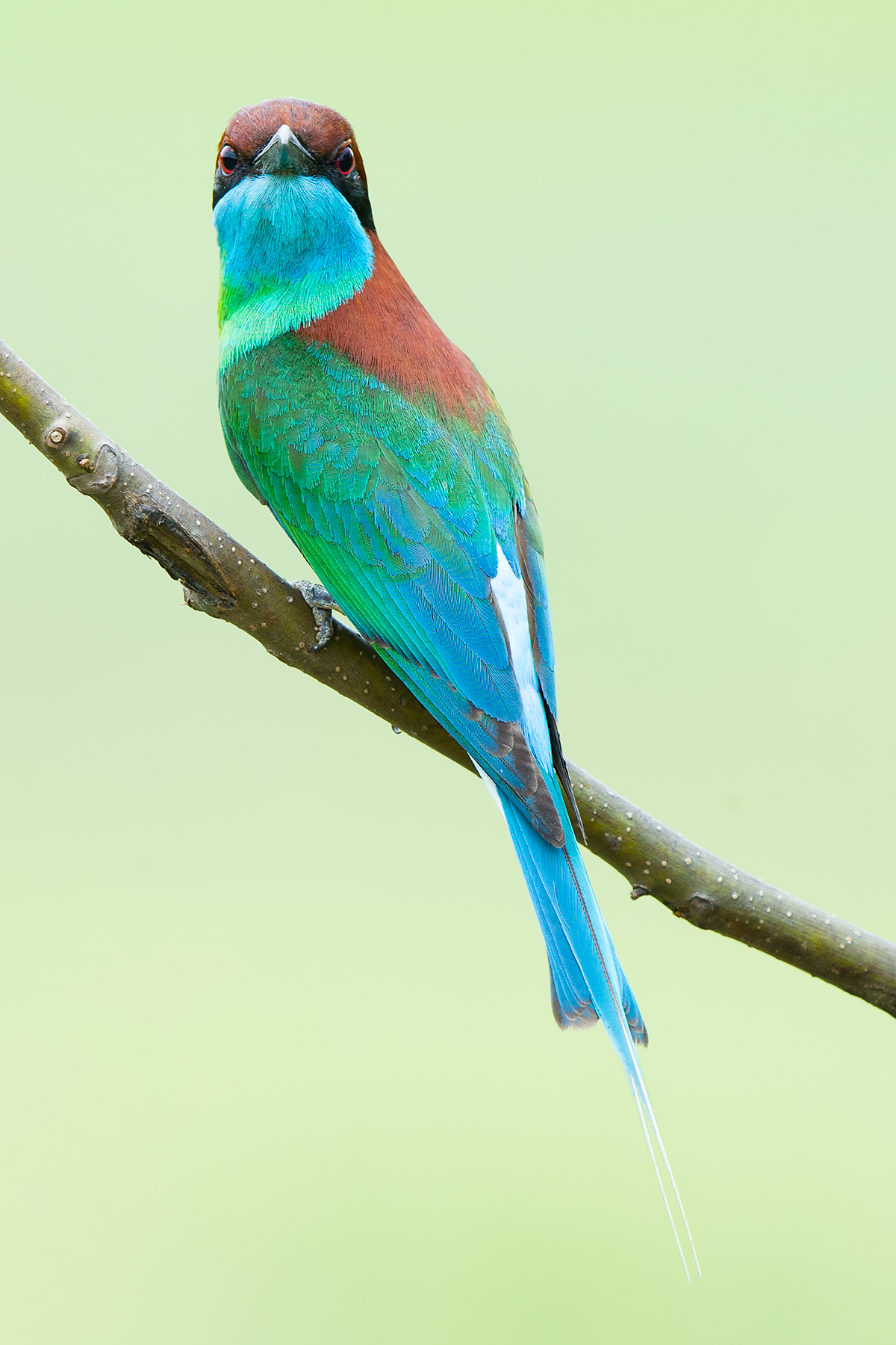Yellow-throated Bee-eater svg #1, Download drawings