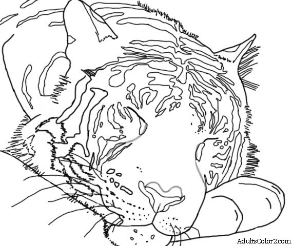 Sumatran Tiger coloring #7, Download drawings