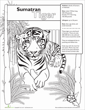 Sumatran Tiger coloring #20, Download drawings
