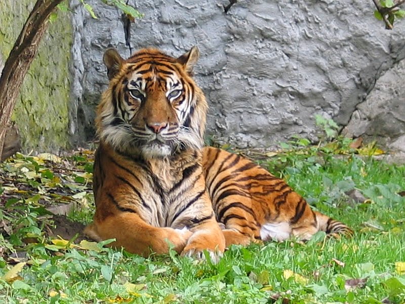 Sumatran Tiger svg #7, Download drawings