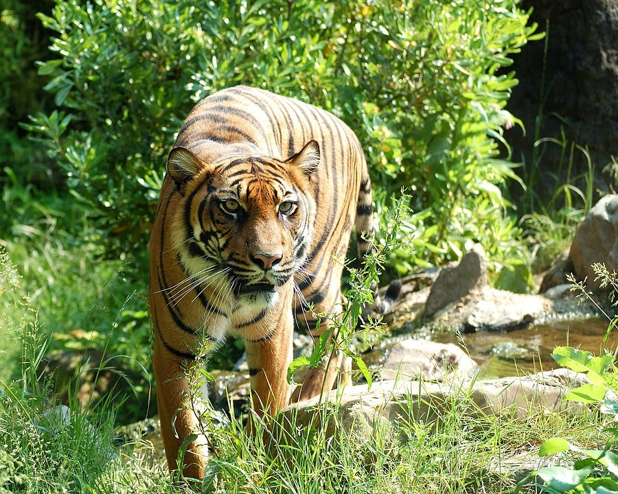 Sumatran Tiger svg #3, Download drawings