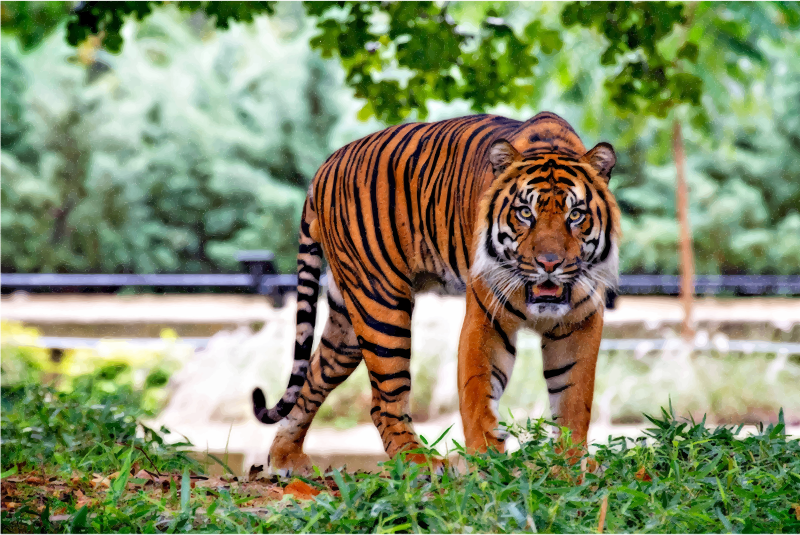Sumatran Tiger svg #12, Download drawings