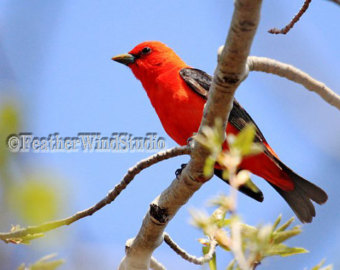 Summer Tanager clipart #13, Download drawings