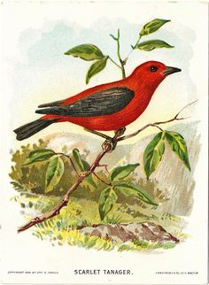 Summer Tanager clipart #3, Download drawings
