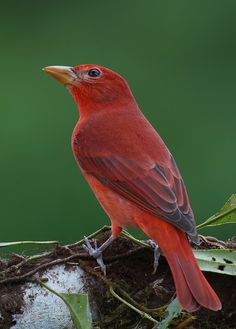Summer Tanager coloring #5, Download drawings