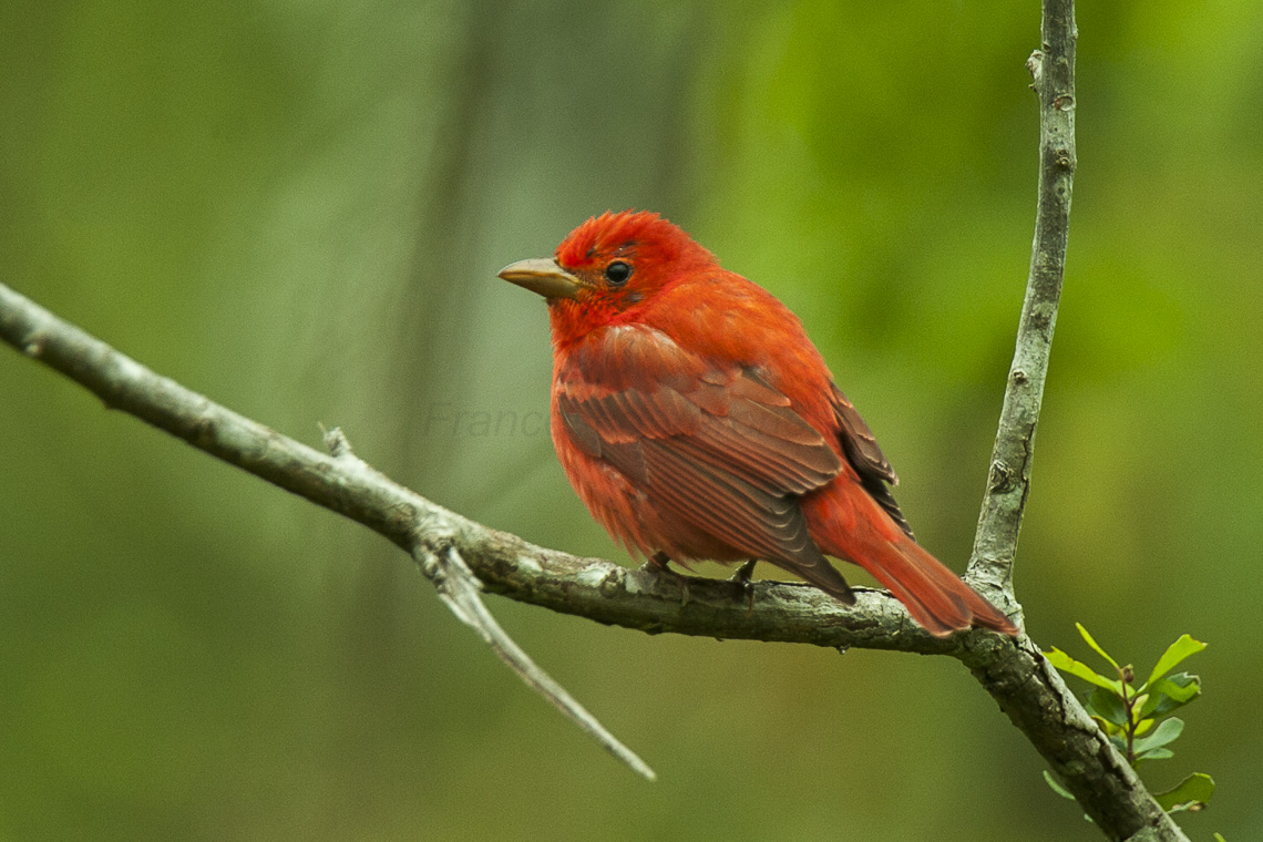 Summer Tanager svg #11, Download drawings