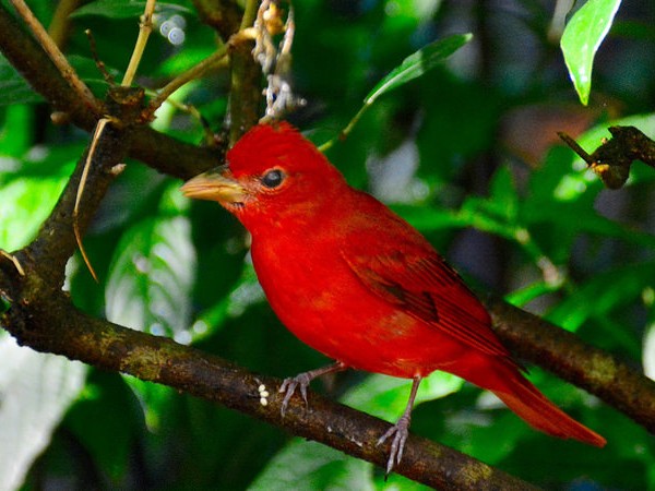 Summer Tanager svg #14, Download drawings
