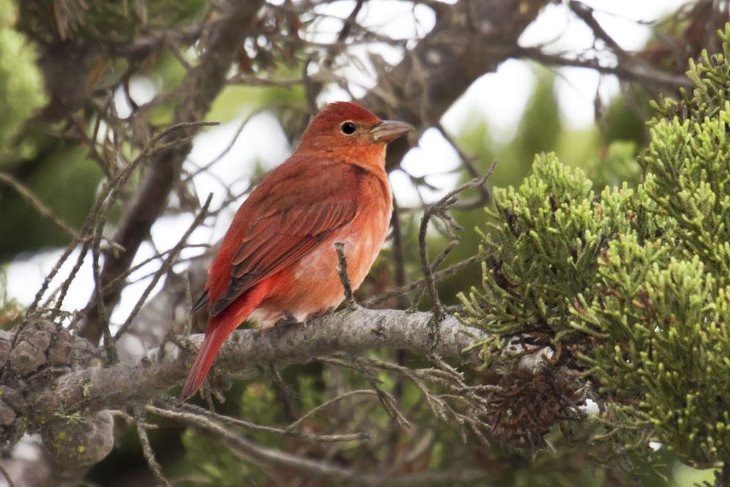 Summer Tanager svg #9, Download drawings