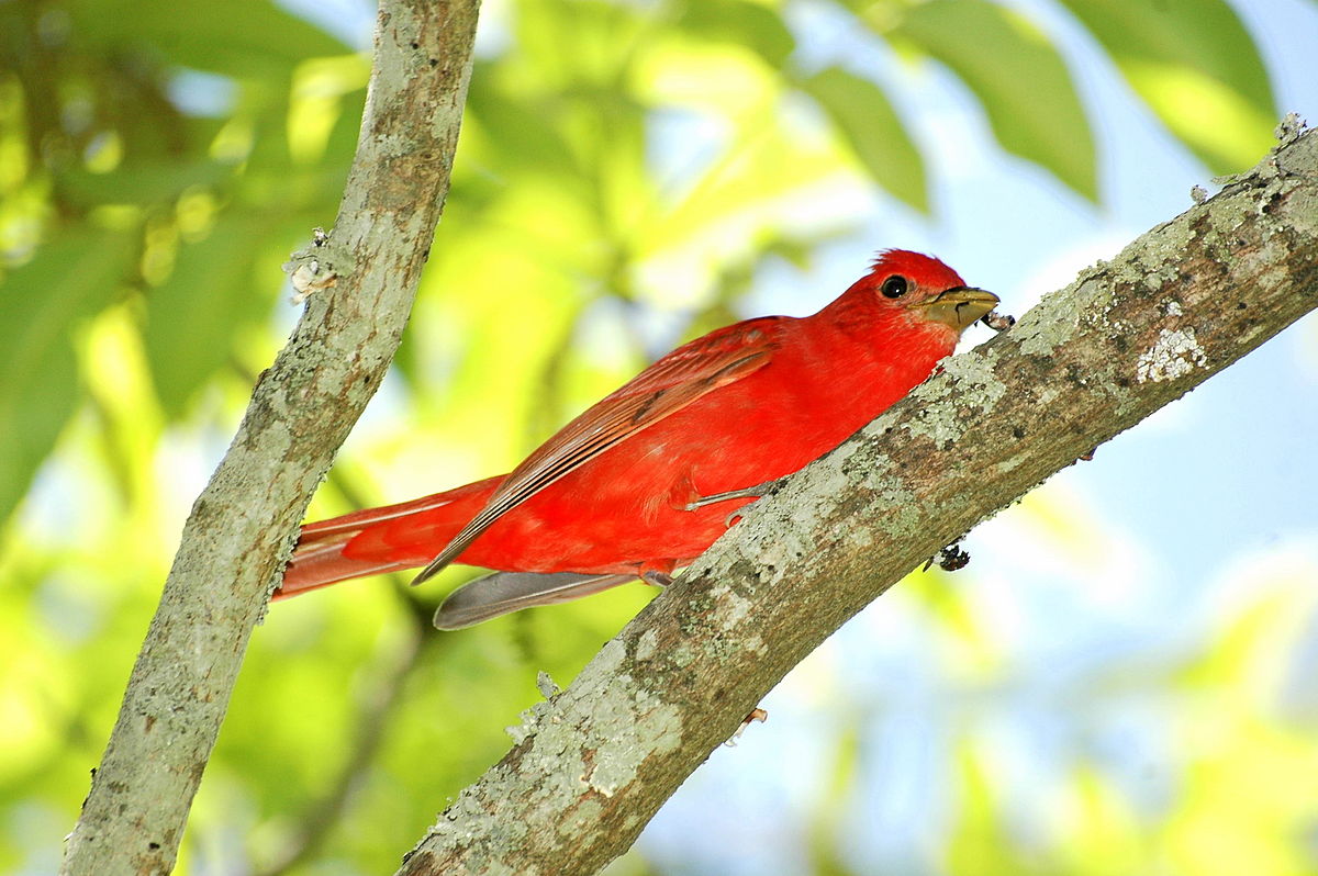Summer Tanager svg #1, Download drawings
