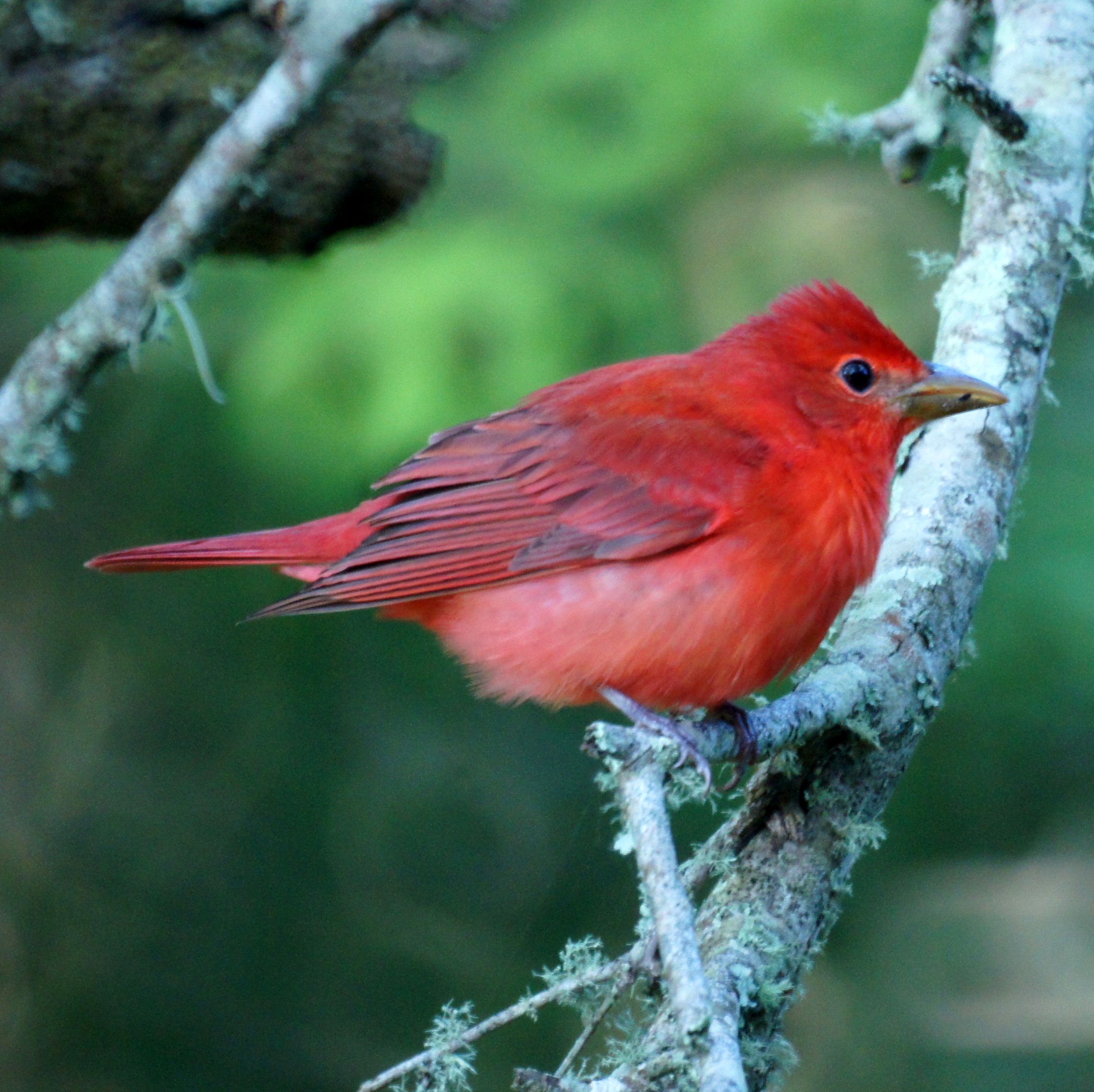 Summer Tanager svg #15, Download drawings