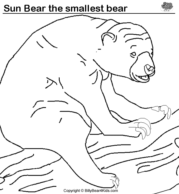 Sun Bear coloring #11, Download drawings