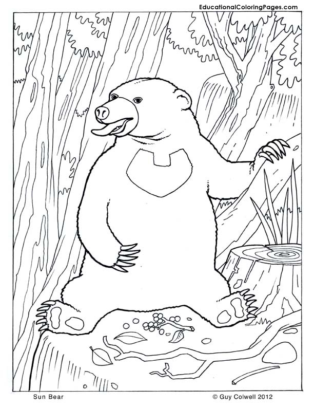 Sun Bear coloring #17, Download drawings
