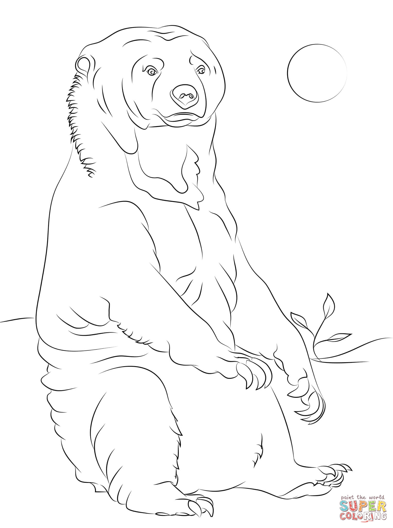 Sun Bear coloring #2, Download drawings