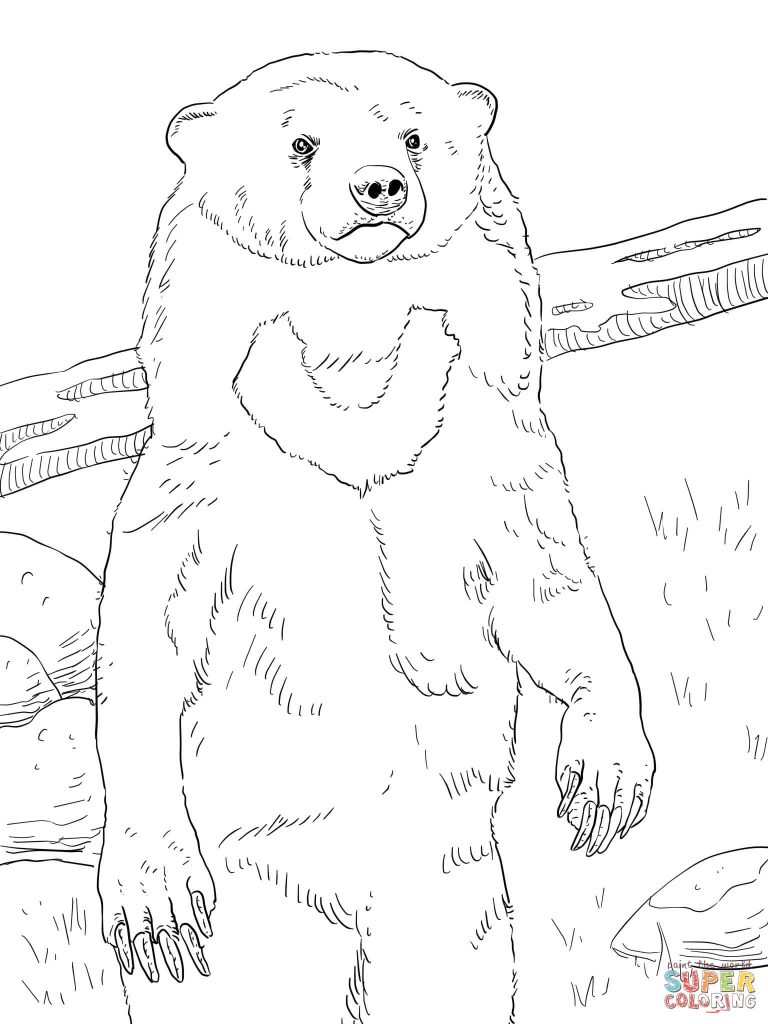Sun Bear coloring #16, Download drawings