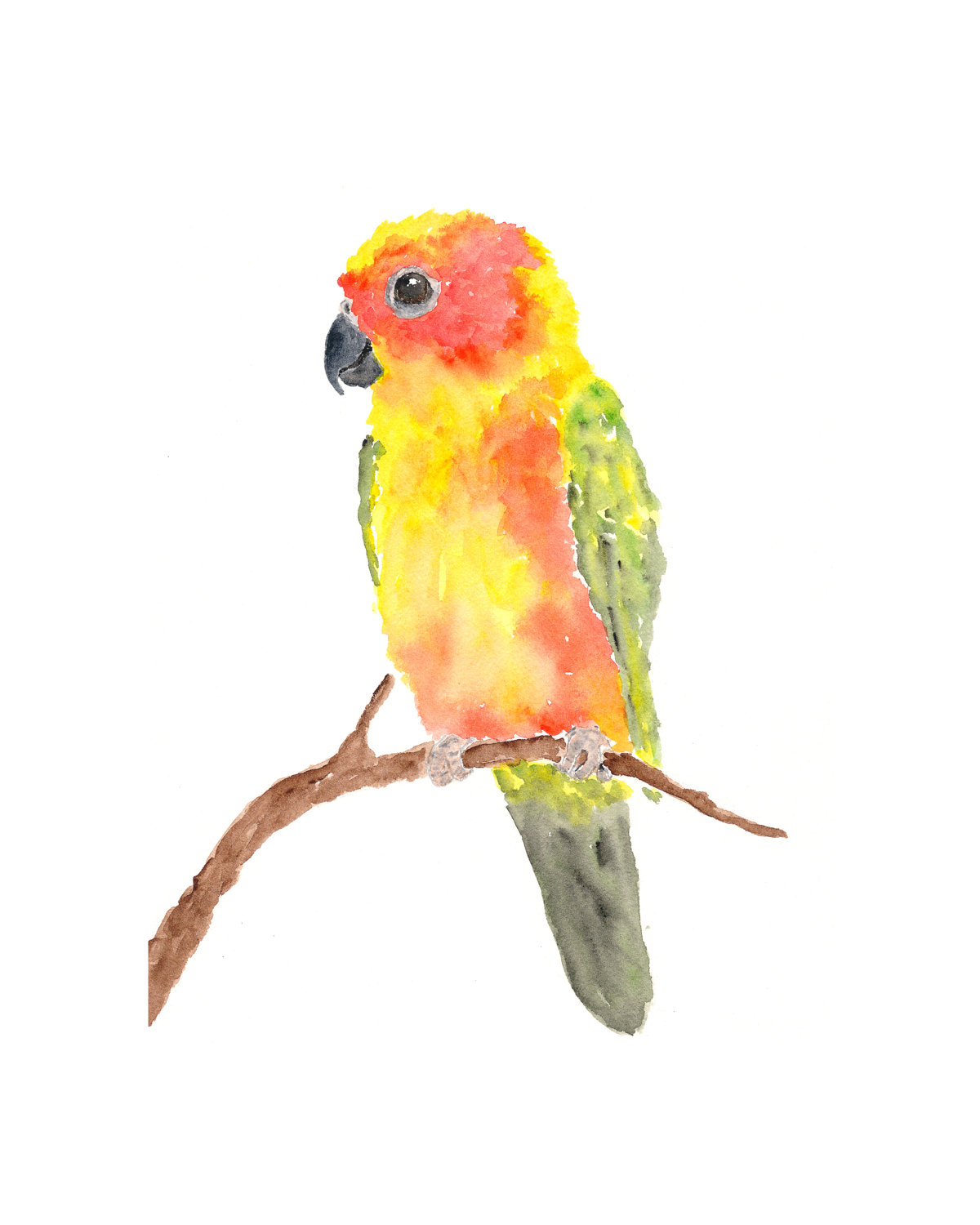 Sun Parakeet coloring #3, Download drawings