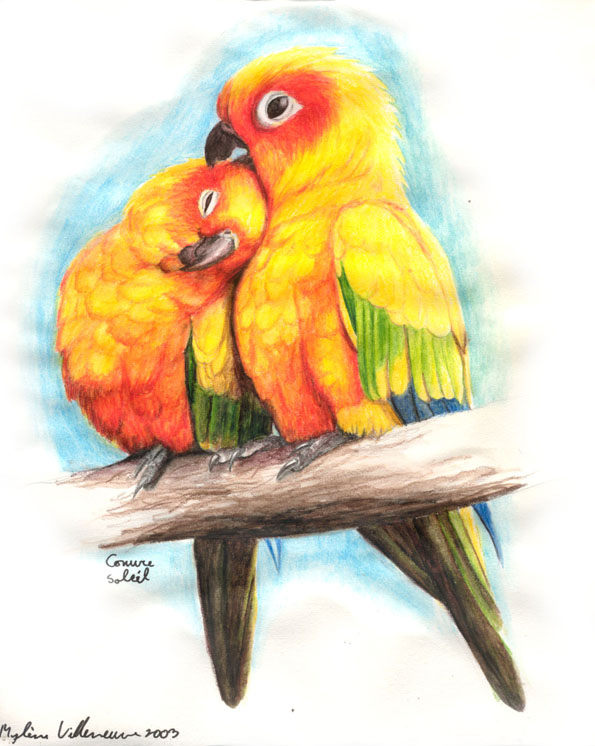 Sun Parakeet coloring #11, Download drawings