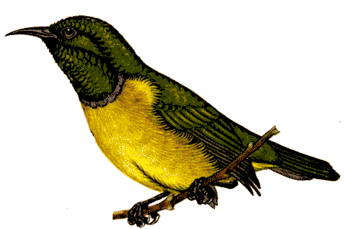 Sunbird clipart #2, Download drawings
