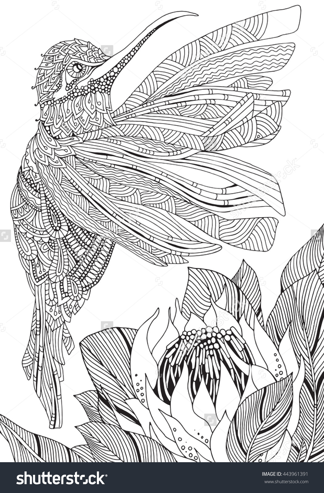 Sunbird coloring #7, Download drawings