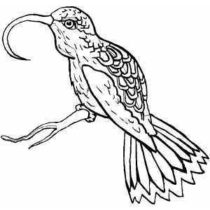 Sunbird coloring #17, Download drawings
