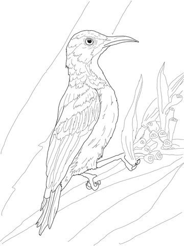 Sunbird coloring #12, Download drawings