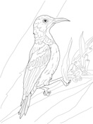 Sunbird coloring #20, Download drawings