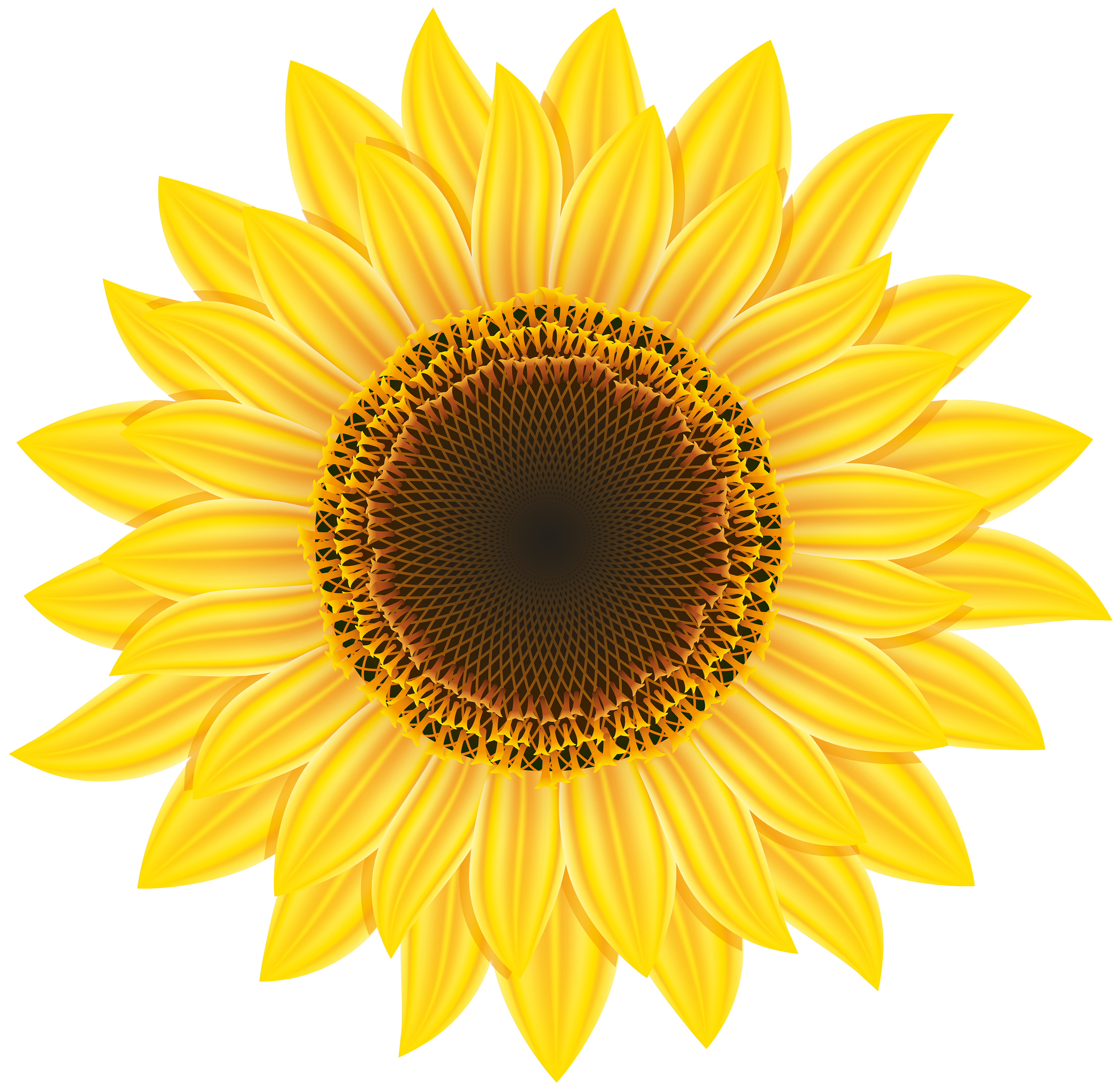 Sunflower clipart #11, Download drawings