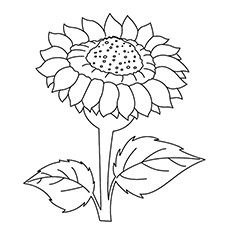 Sunflower coloring #20, Download drawings