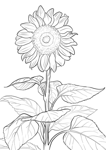 Sunflower coloring #2, Download drawings
