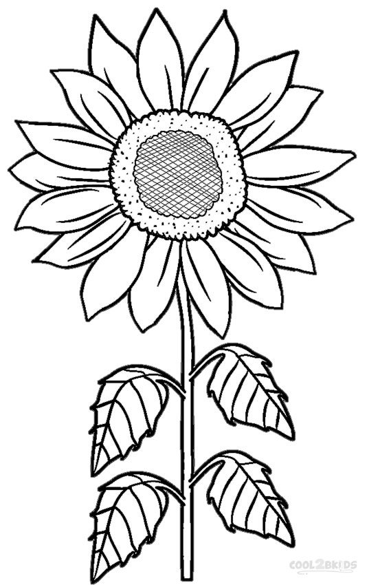 Sunflower coloring #17, Download drawings