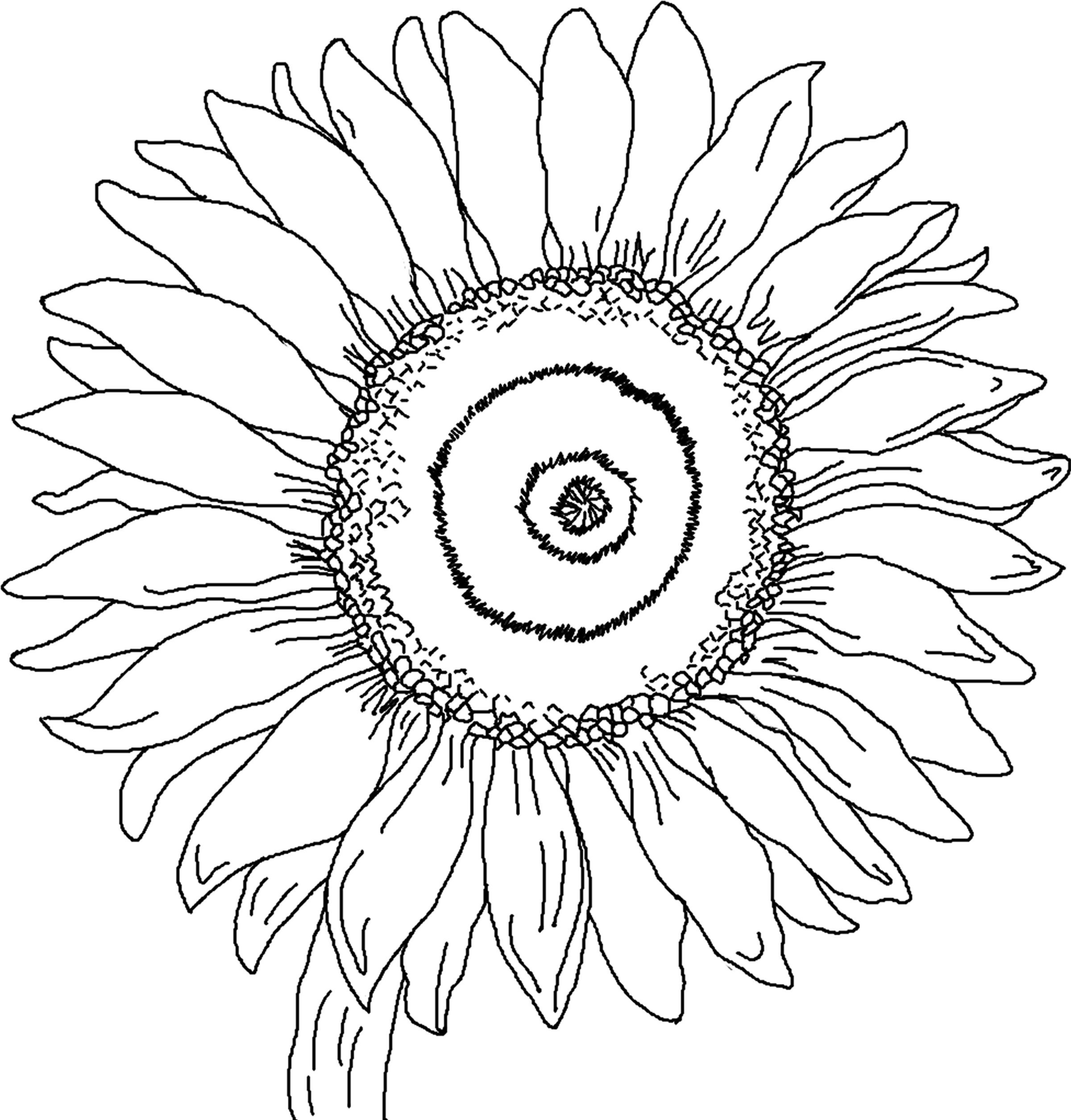 Sunflower coloring #9, Download drawings