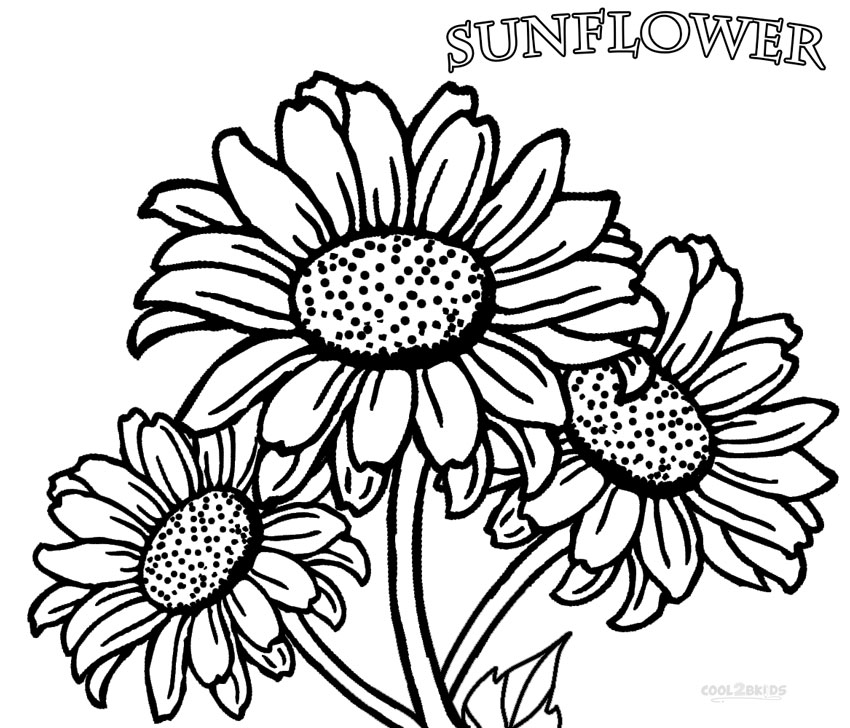Sunflower coloring #15, Download drawings