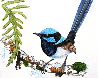 Superb Fairywren clipart #19, Download drawings