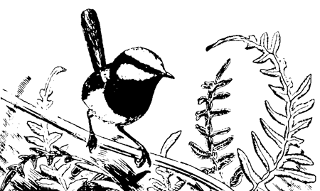 Fairy-wren coloring #1, Download drawings