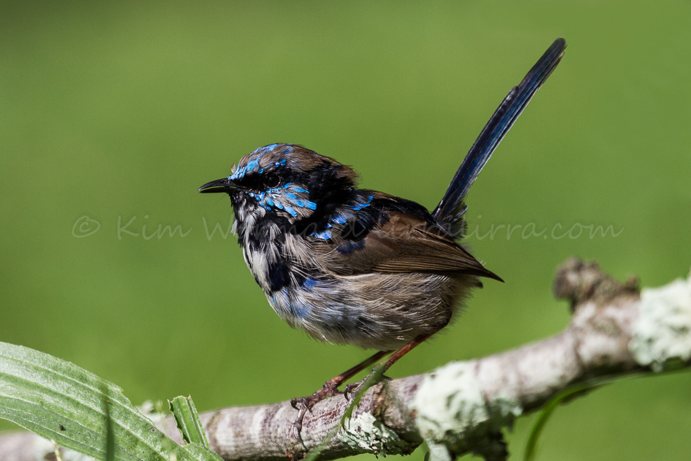Superb Fairywren coloring #4, Download drawings