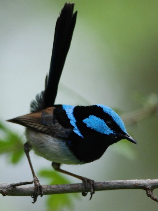 Superb Fairywren coloring #12, Download drawings