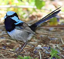 Superb Fairywren coloring #11, Download drawings